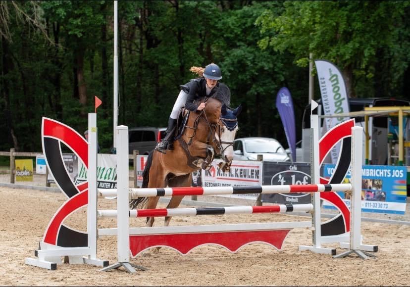 bwp springpony merrie 10 سنوات donkerbruin للبيع - صورة 3