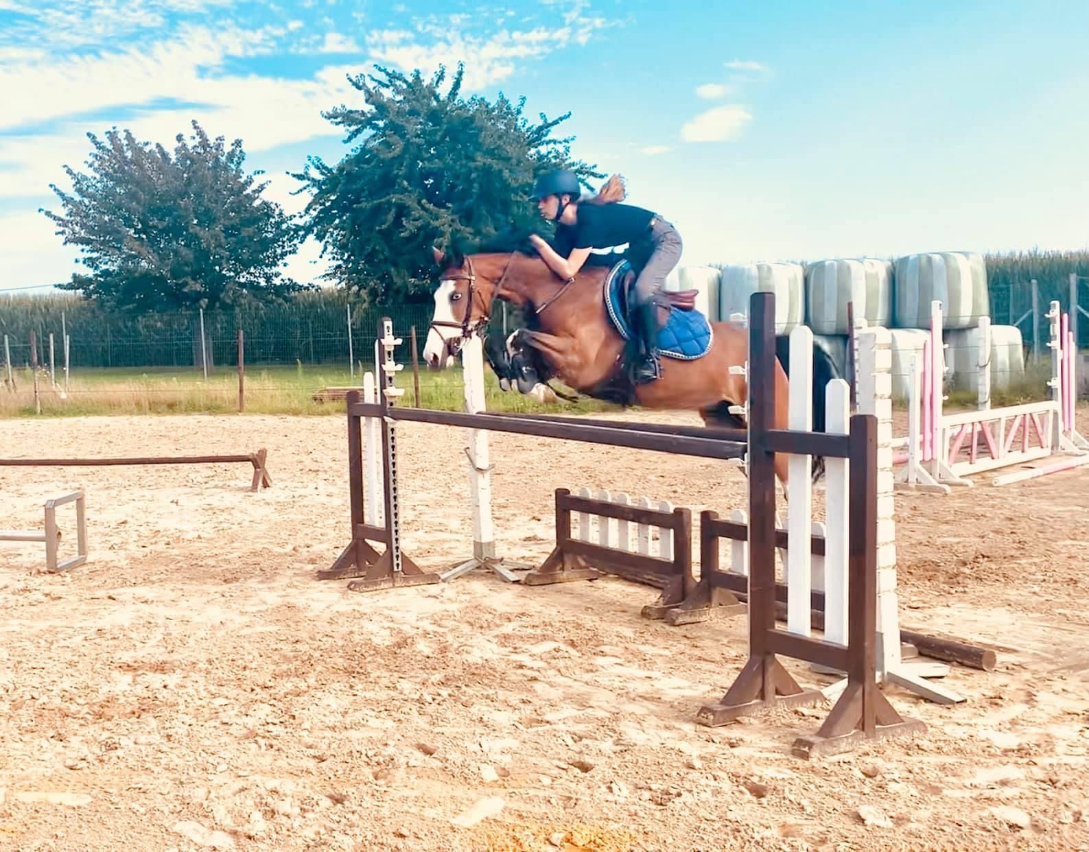 bwp springpony merrie 10 سنوات donkerbruin للبيع - صورة 2