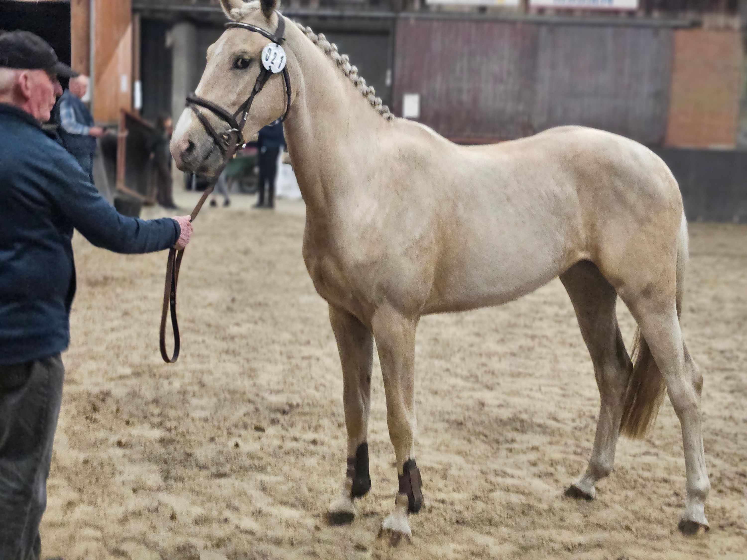 zangersheide springpony merrie 3 سنوات palomino للبيع - صورة 2