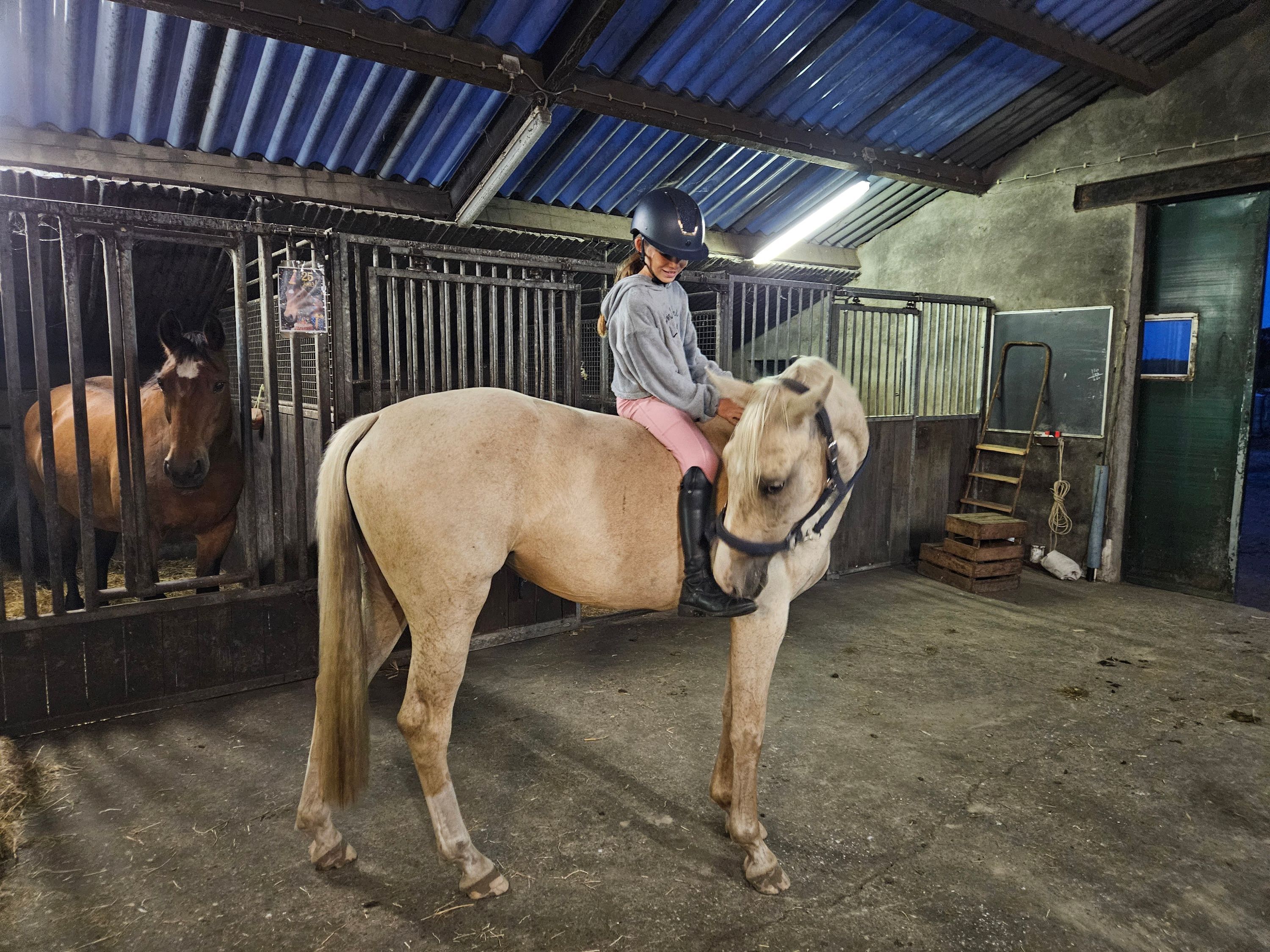 zangersheide springpony merrie 3 سنوات palomino للبيع - صورة 4