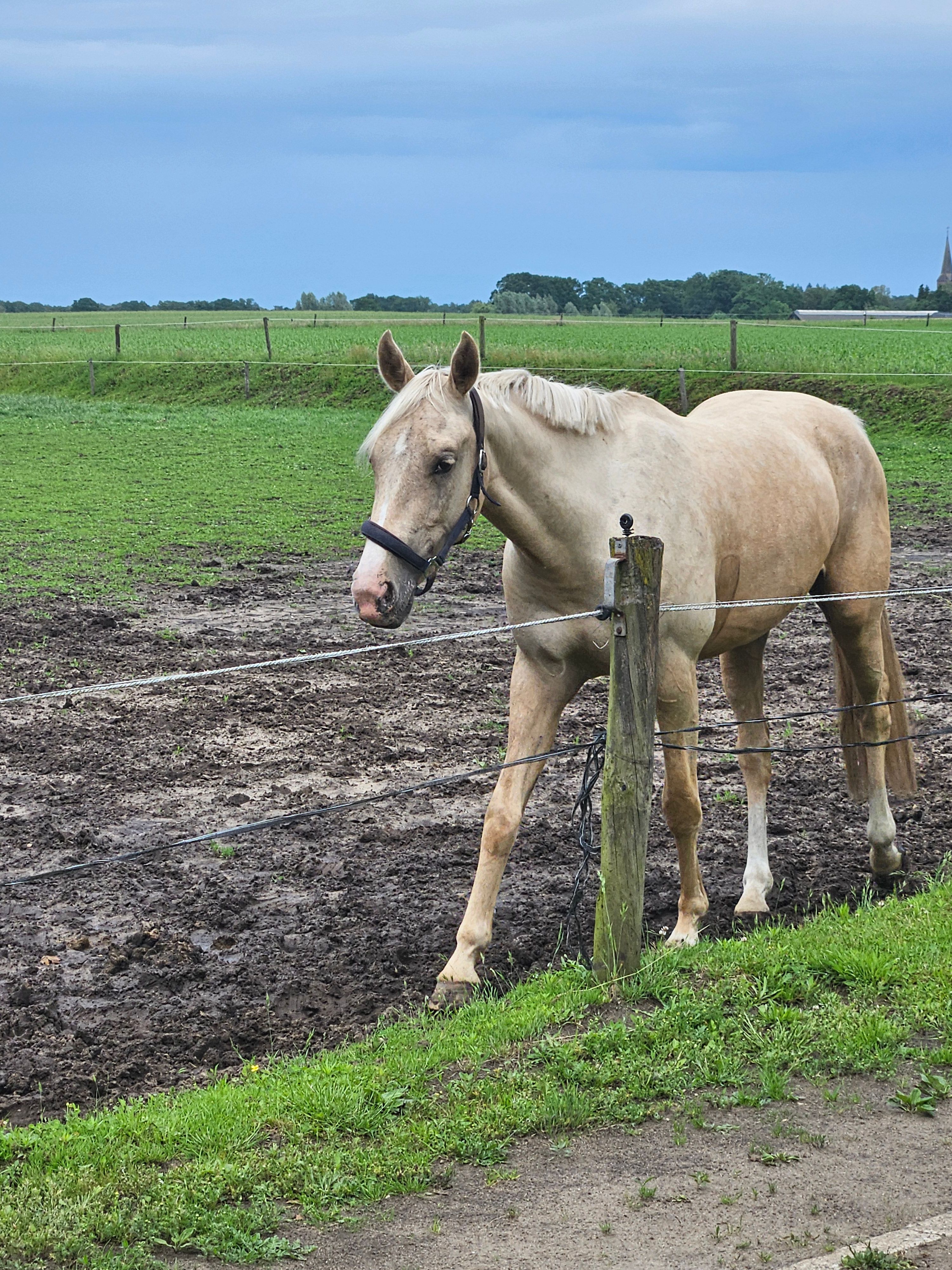 zangersheide springpony merrie 3 سنوات palomino للبيع - صورة 3