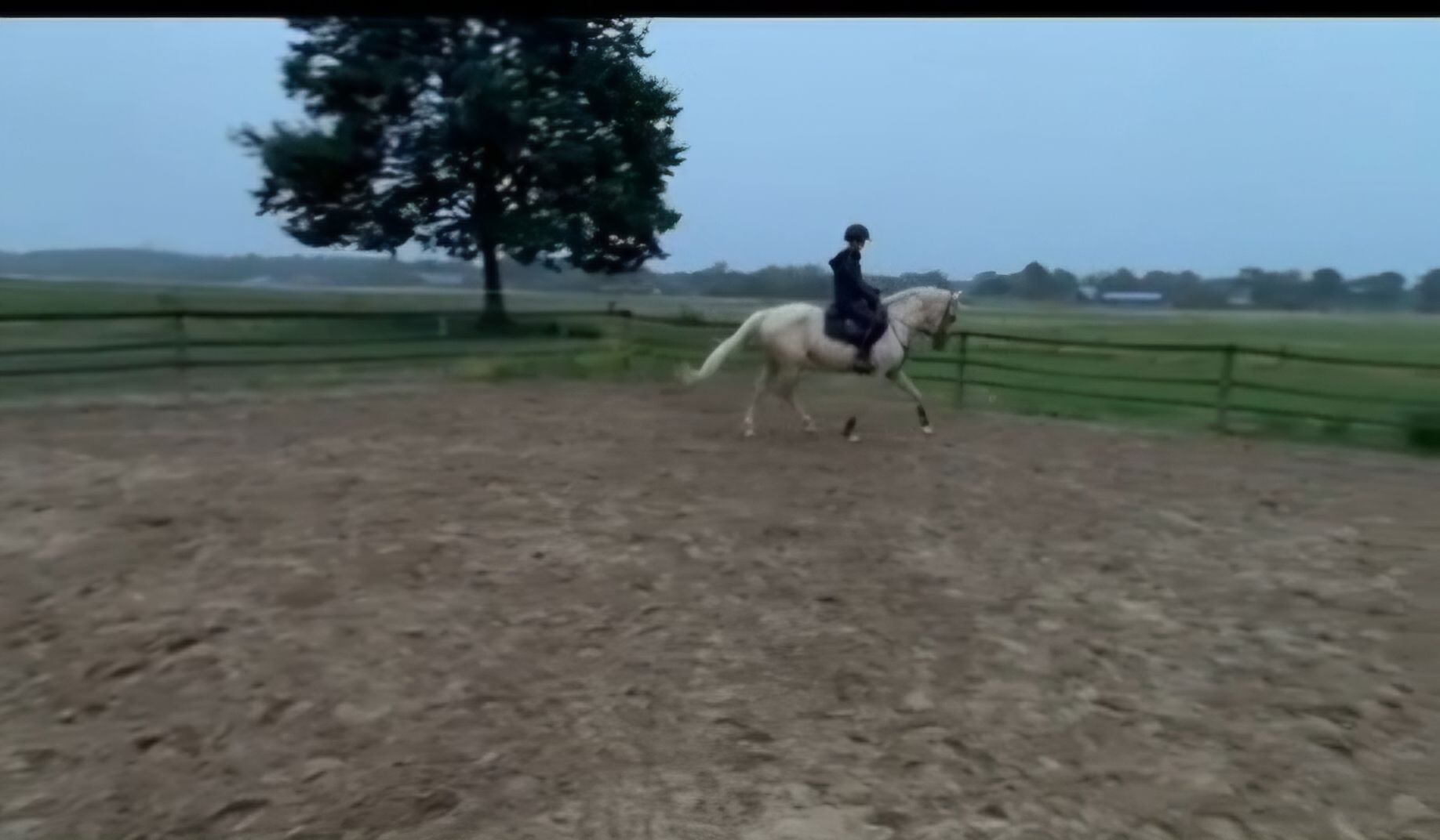 zangersheide springpony merrie 3 سنوات palomino للبيع - صورة 5