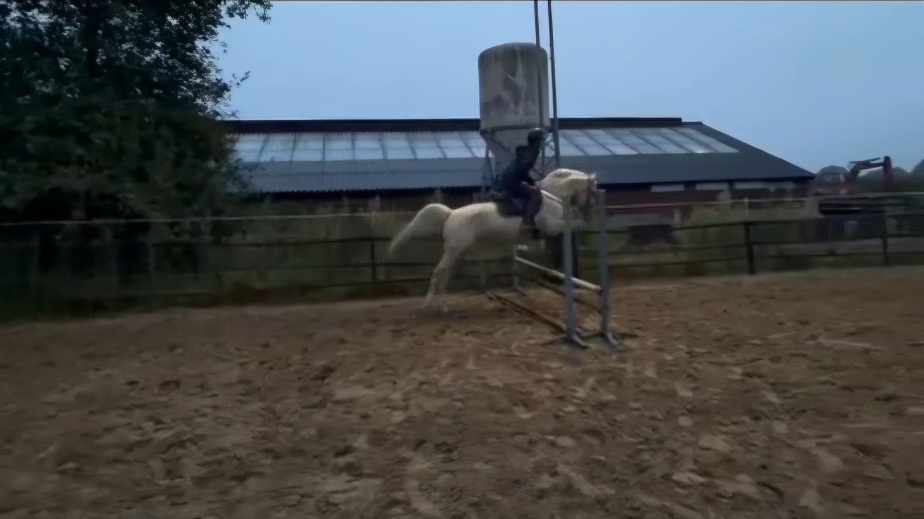 zangersheide springpony merrie 3 سنوات palomino للبيع - صورة 6