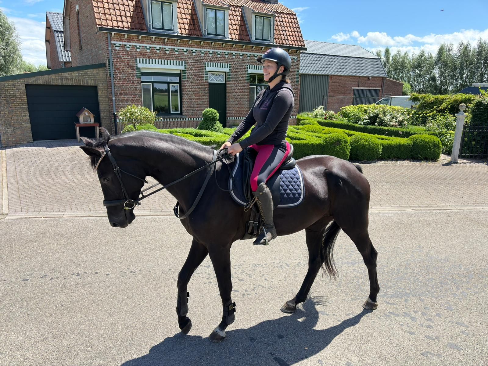 bwp dressuurpaard merrie 4 jaar zwart te koop - Foto 5