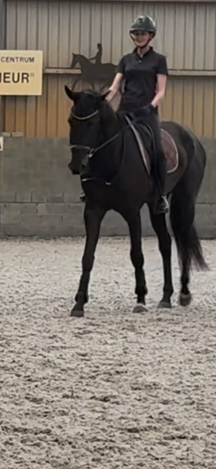 bwp dressuurpaard merrie 4 jaar zwart te koop - Foto 6