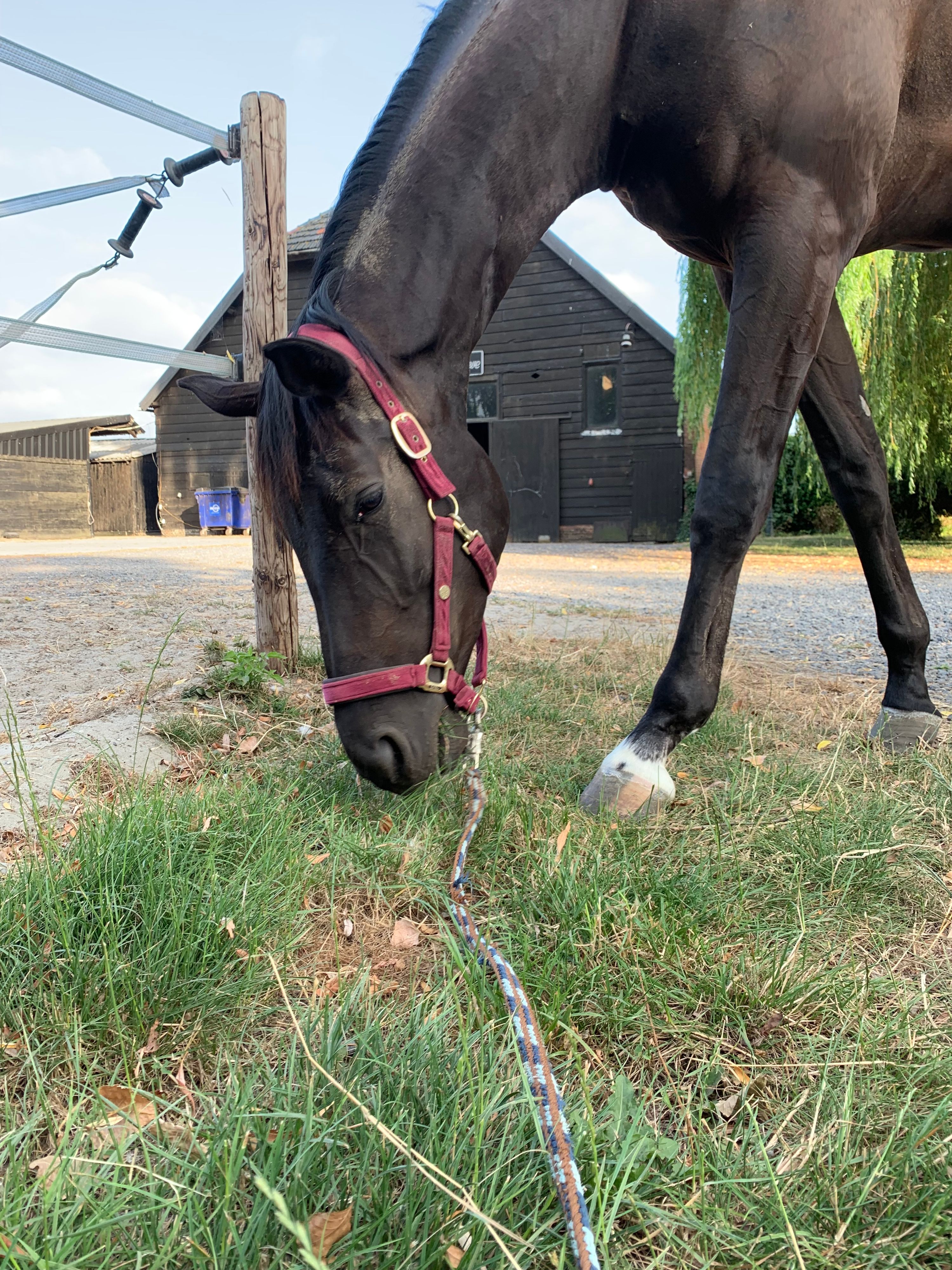bwp dressuurpaard merrie 4 jaar zwart te koop - Foto 3