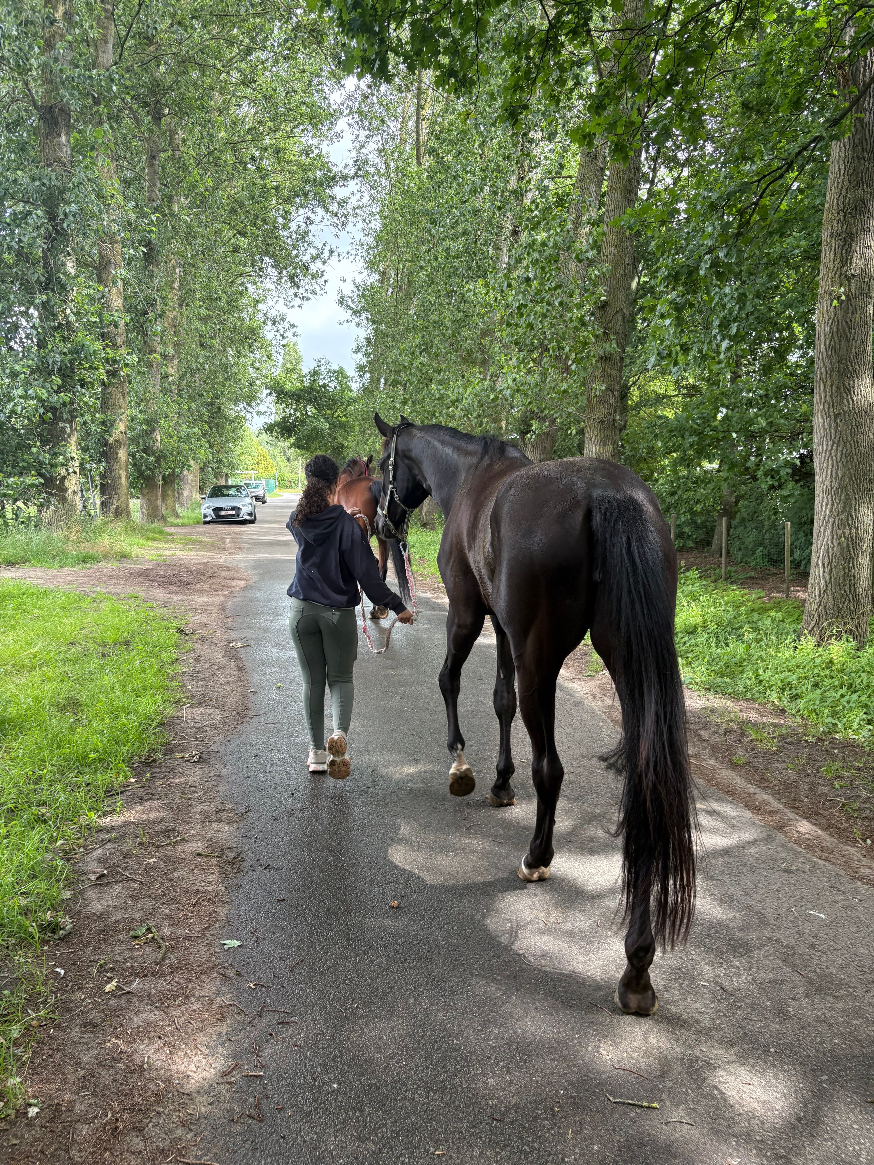 bwp dressuurpaard merrie 4 jaar zwart te koop - Foto 4