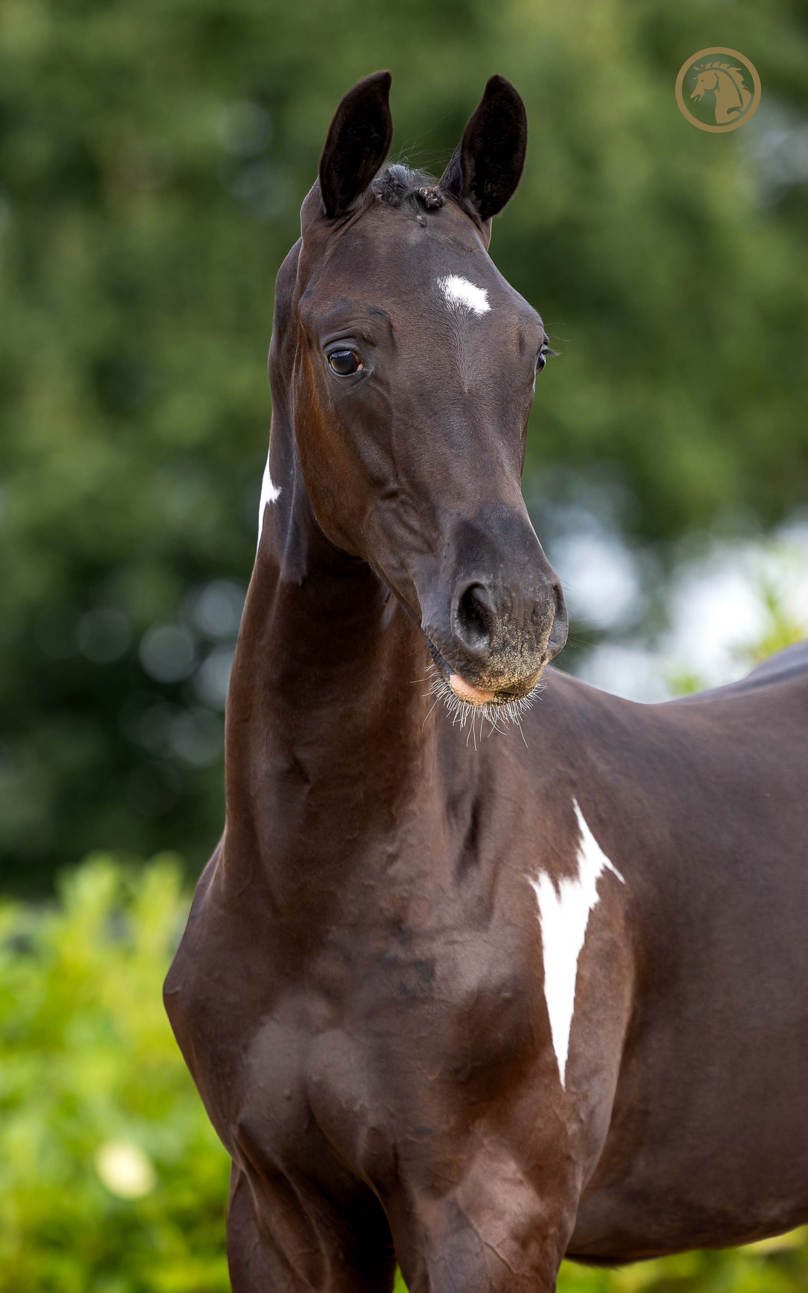 kwpn dressuurpaard hengst 0 years old andere-kleur for sale - Photo 3