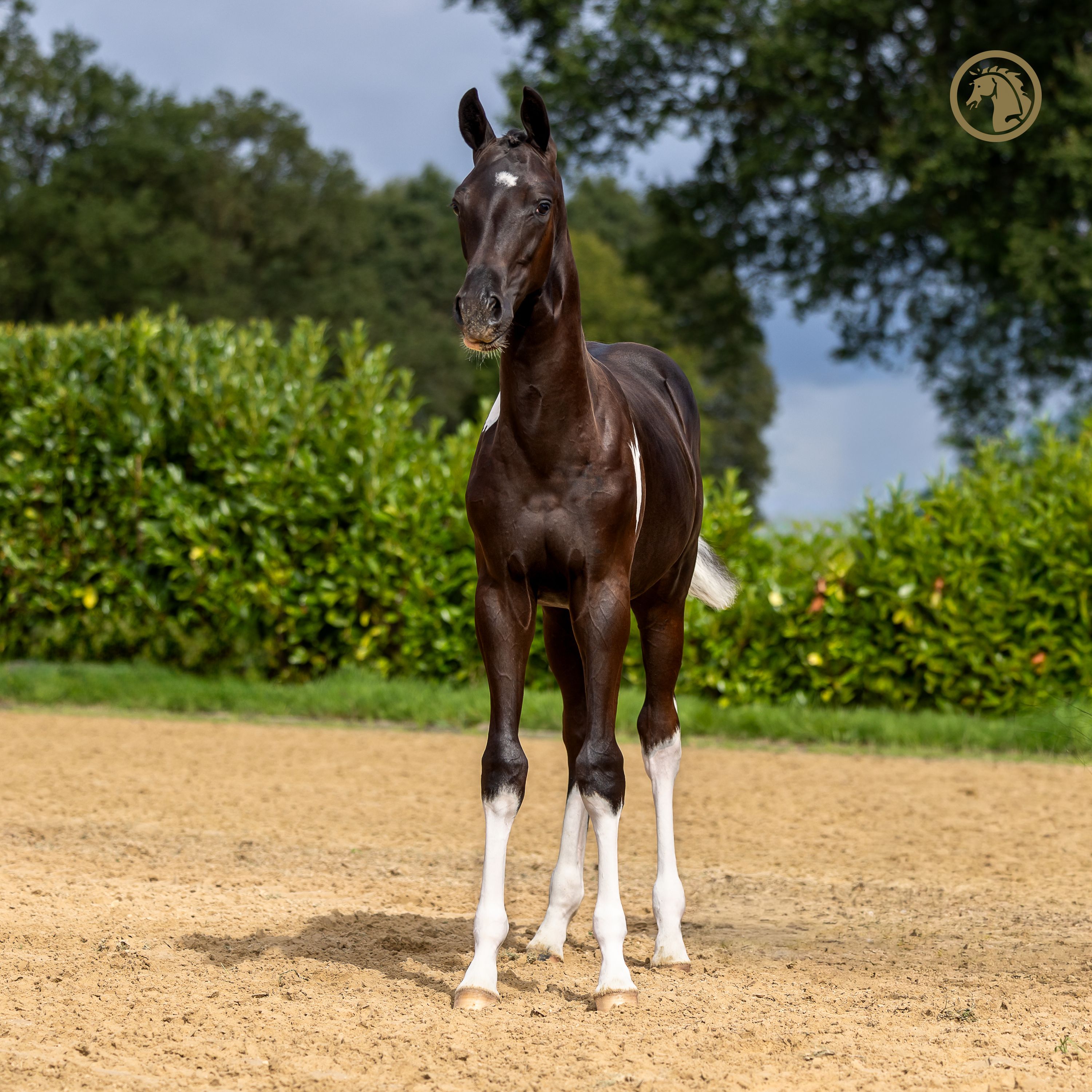 kwpn dressuurpaard hengst 0 years old andere-kleur for sale - Photo 2