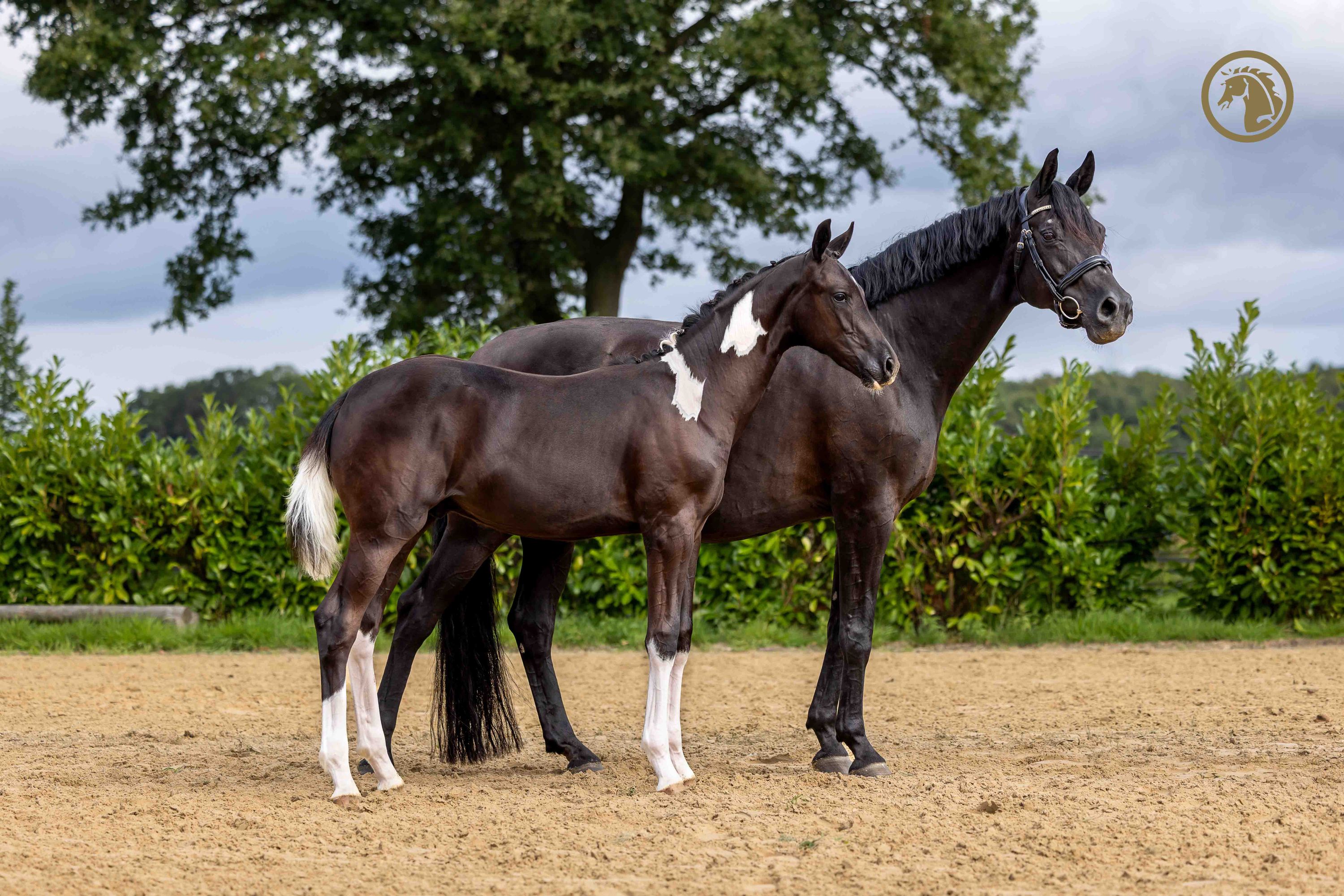kwpn dressuurpaard hengst 0 years old andere-kleur for sale - Photo 4
