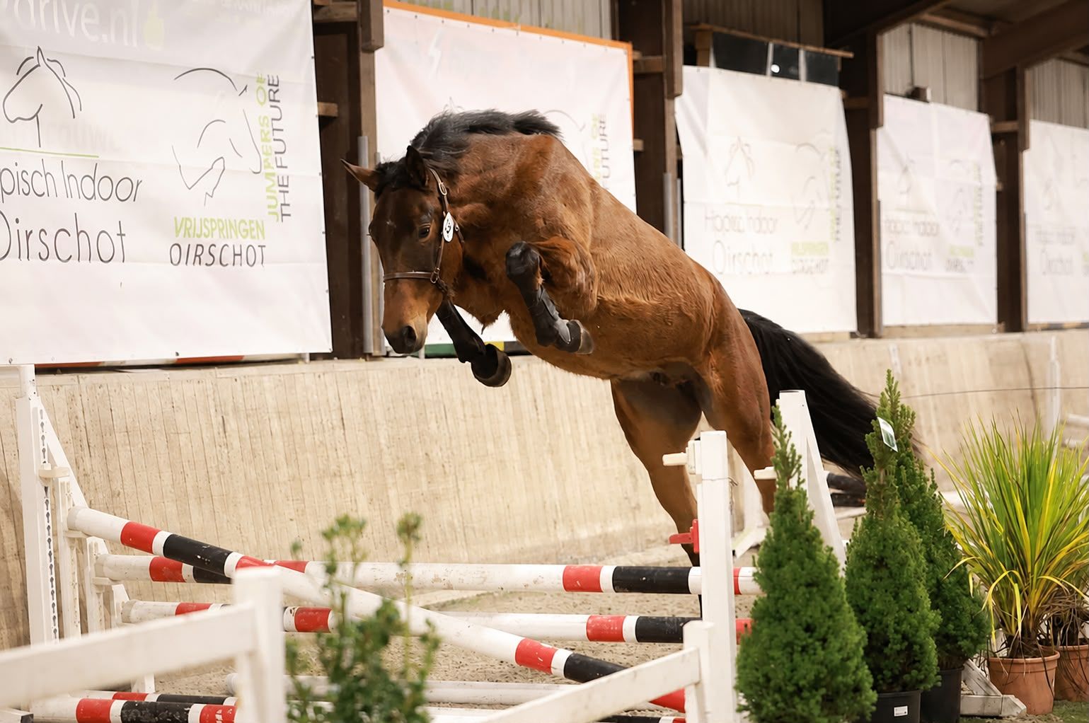 Fijn, talentvol springpaard v. Cornado II Z