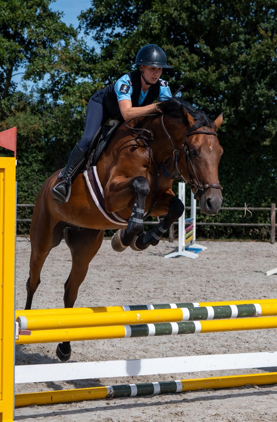 kwpn springpaard ruin 4 anos donkerbruin à venda - Foto 2