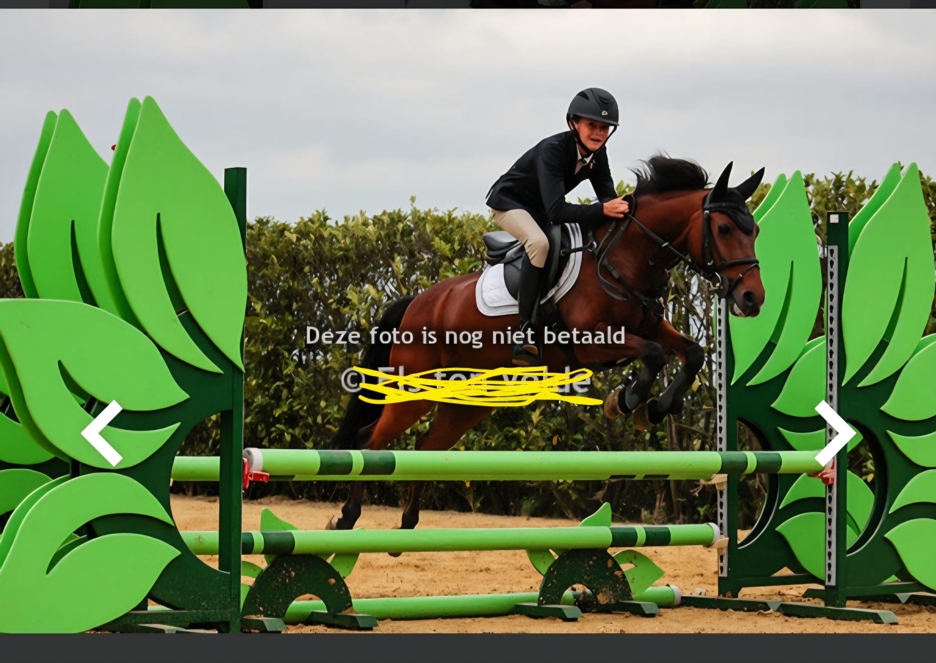 Poni de salto en venta experimentado