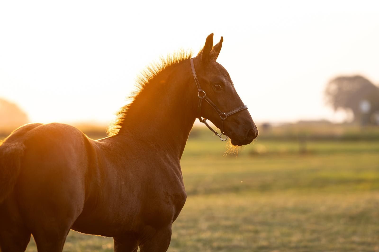 Colt from a highly proven dam line