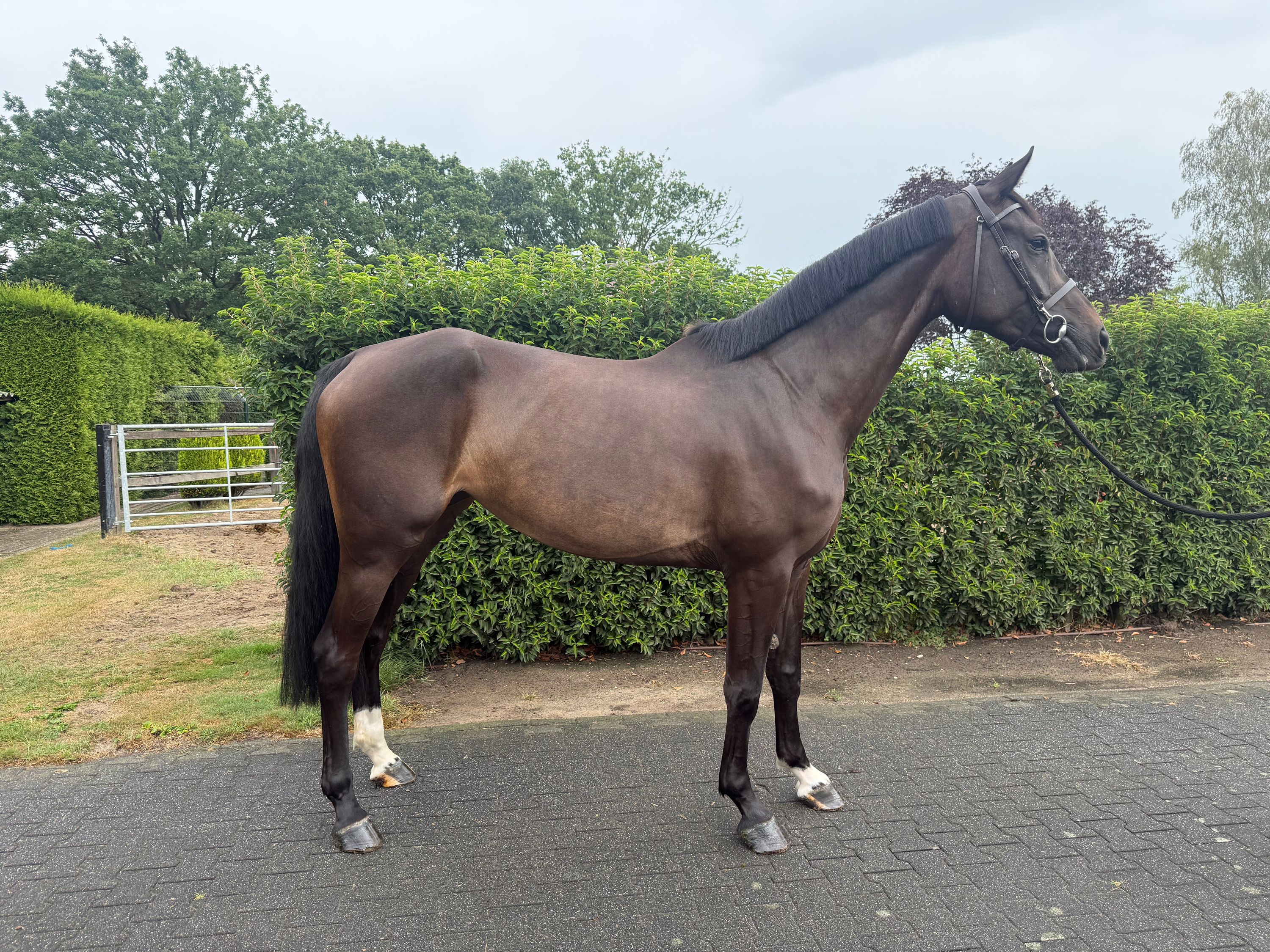 kwpn springpaard merrie 4 years old donkerbruin for sale - Photo 2