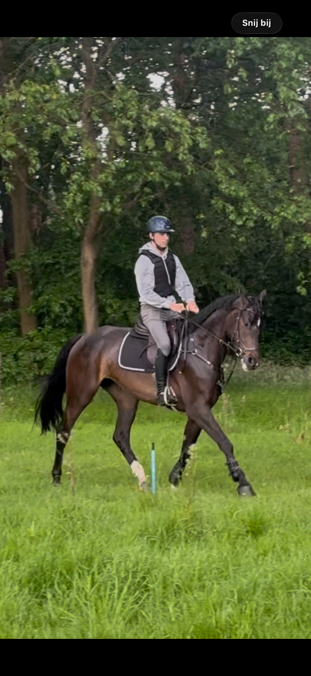 kwpn springpaard merrie 4 years old donkerbruin for sale - Photo 4