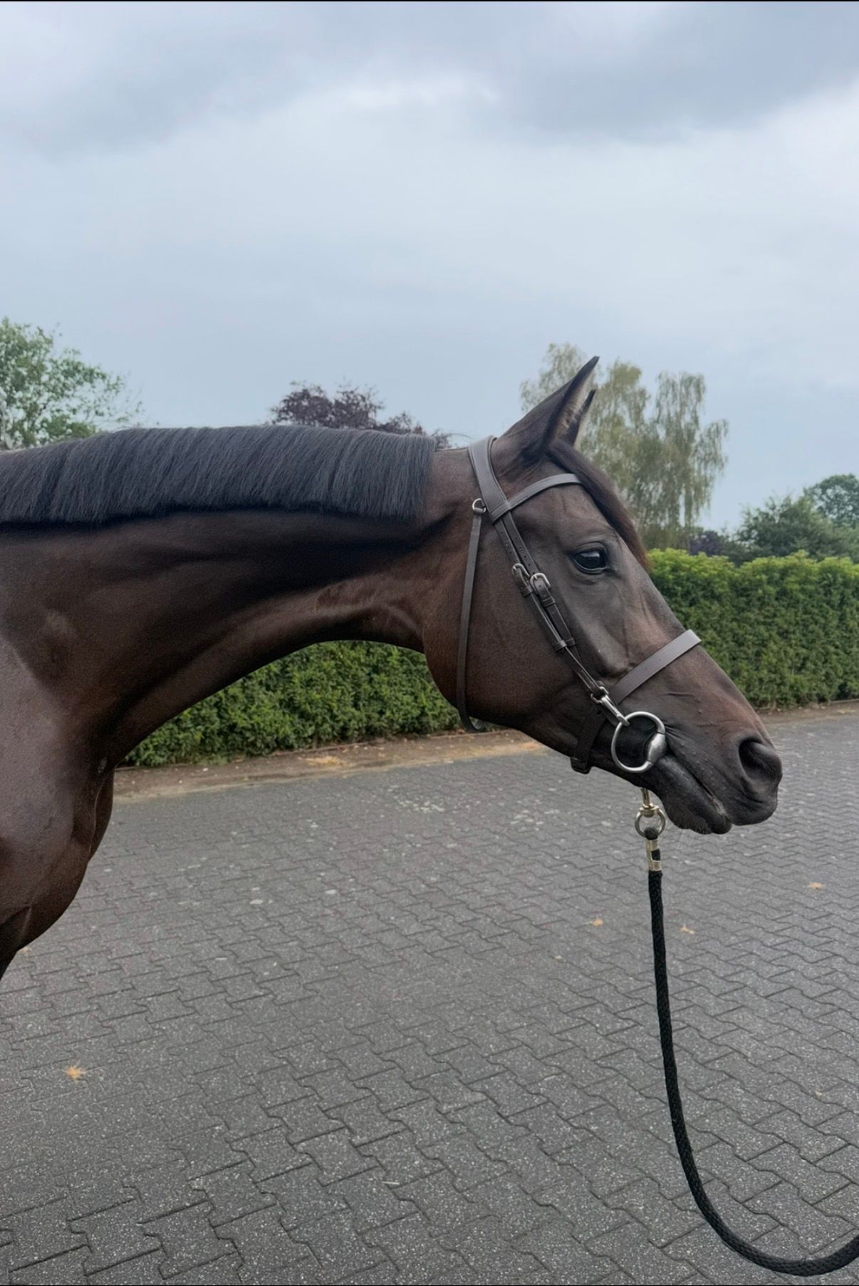 kwpn springpaard merrie 4 years old donkerbruin for sale - Photo 3