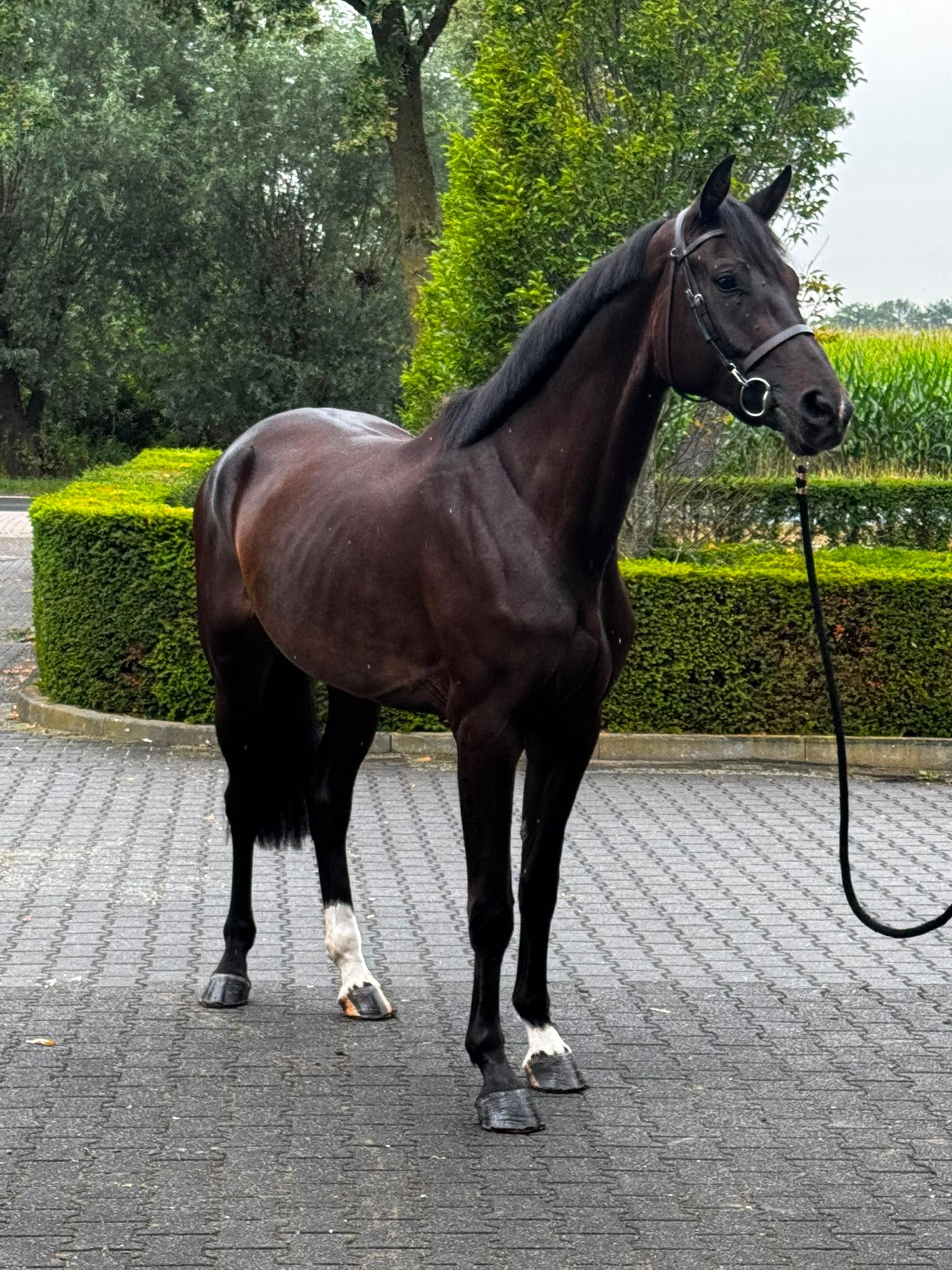 Handsome 4-year-old mare