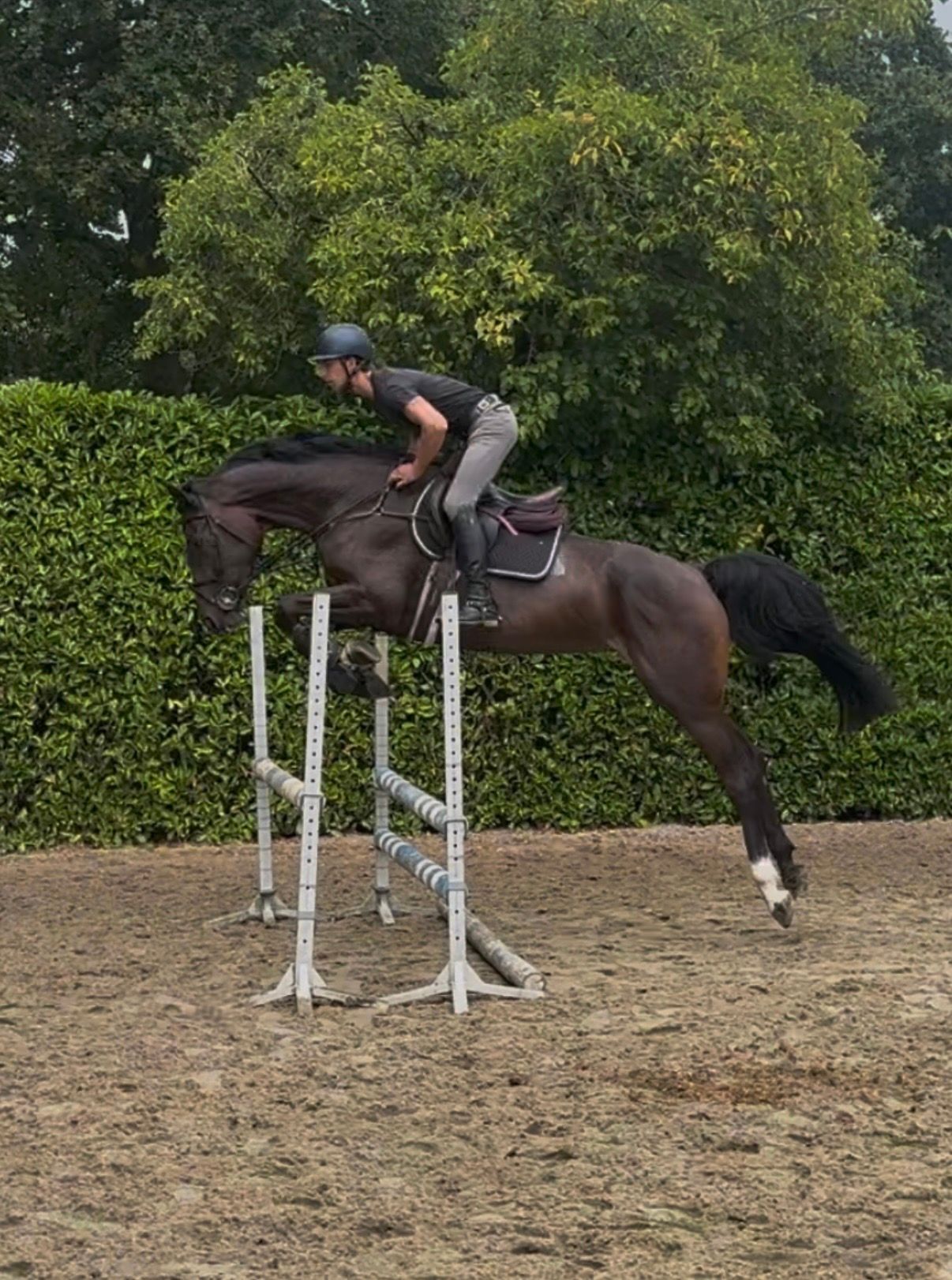 kwpn springpaard merrie 4 years old donkerbruin for sale - Photo 5