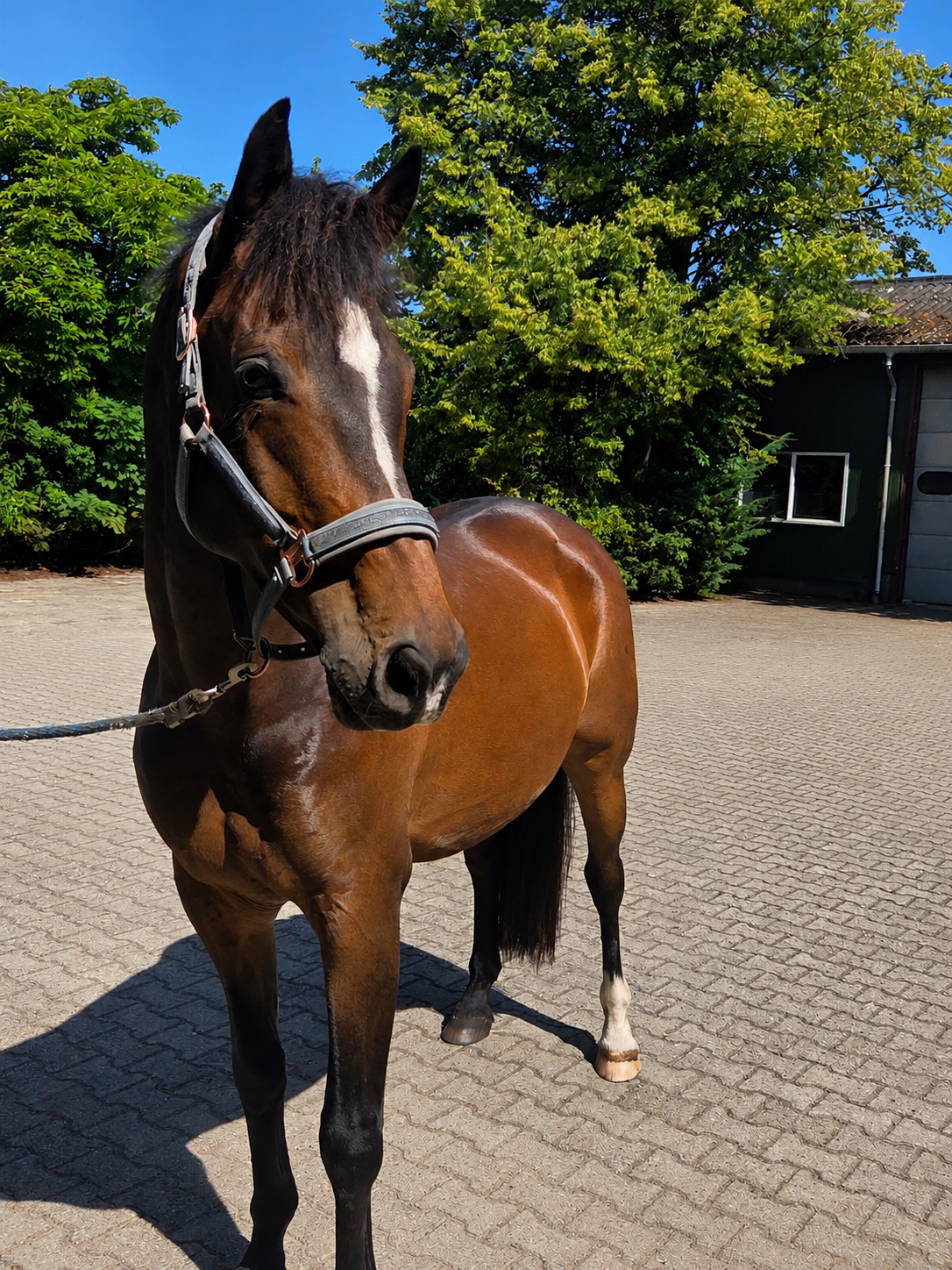 11-year-old dressage-bred gelding