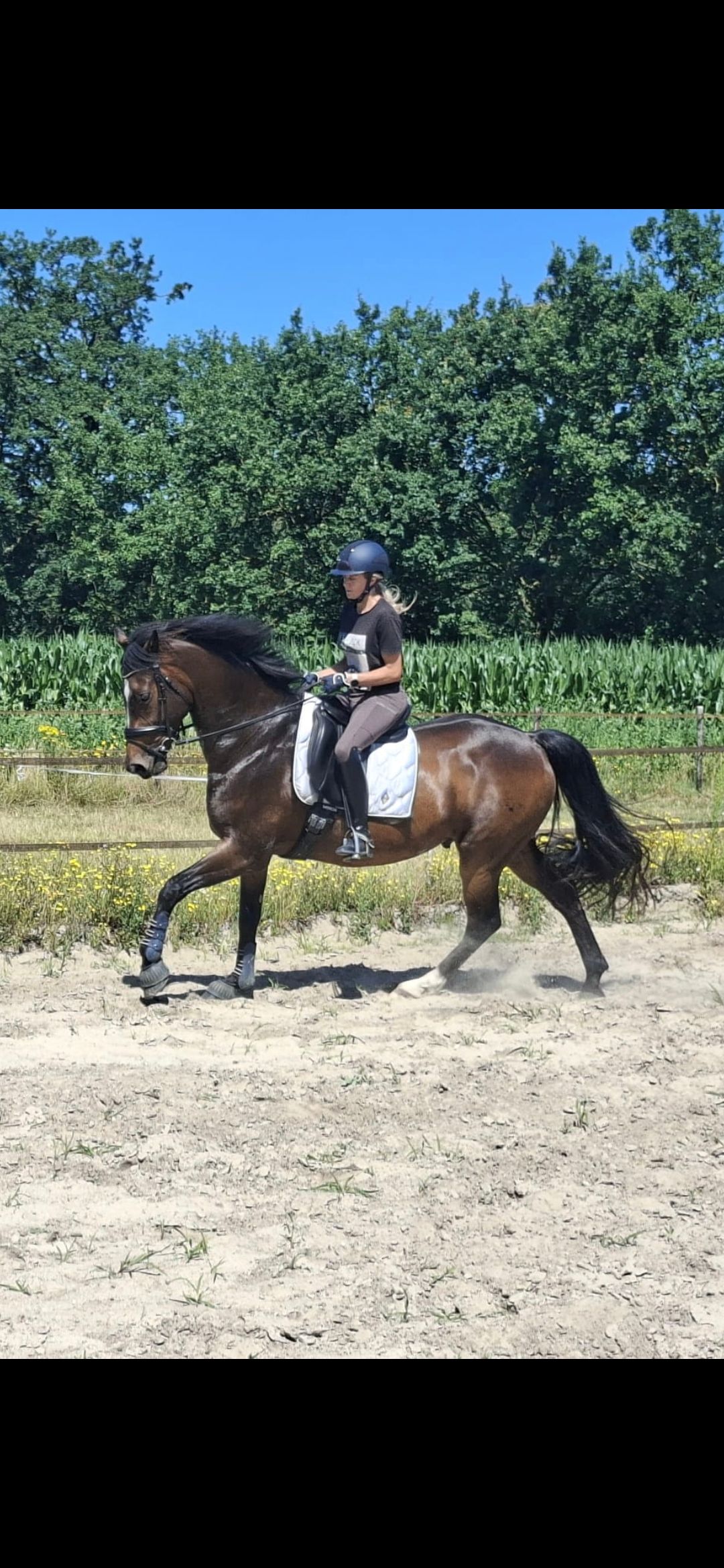kwpn dressuurpaard ruin 11 years old donkerbruin for sale - Photo 6