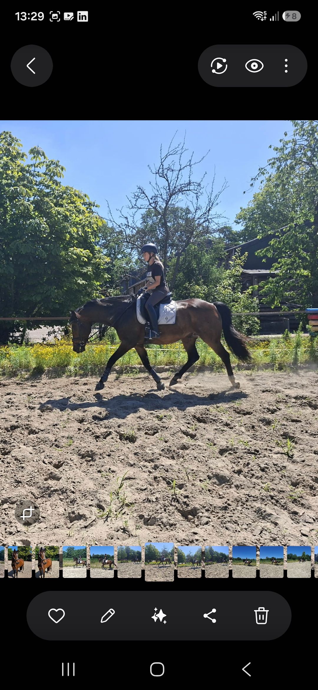 kwpn dressuurpaard ruin 11 years old donkerbruin for sale - Photo 4