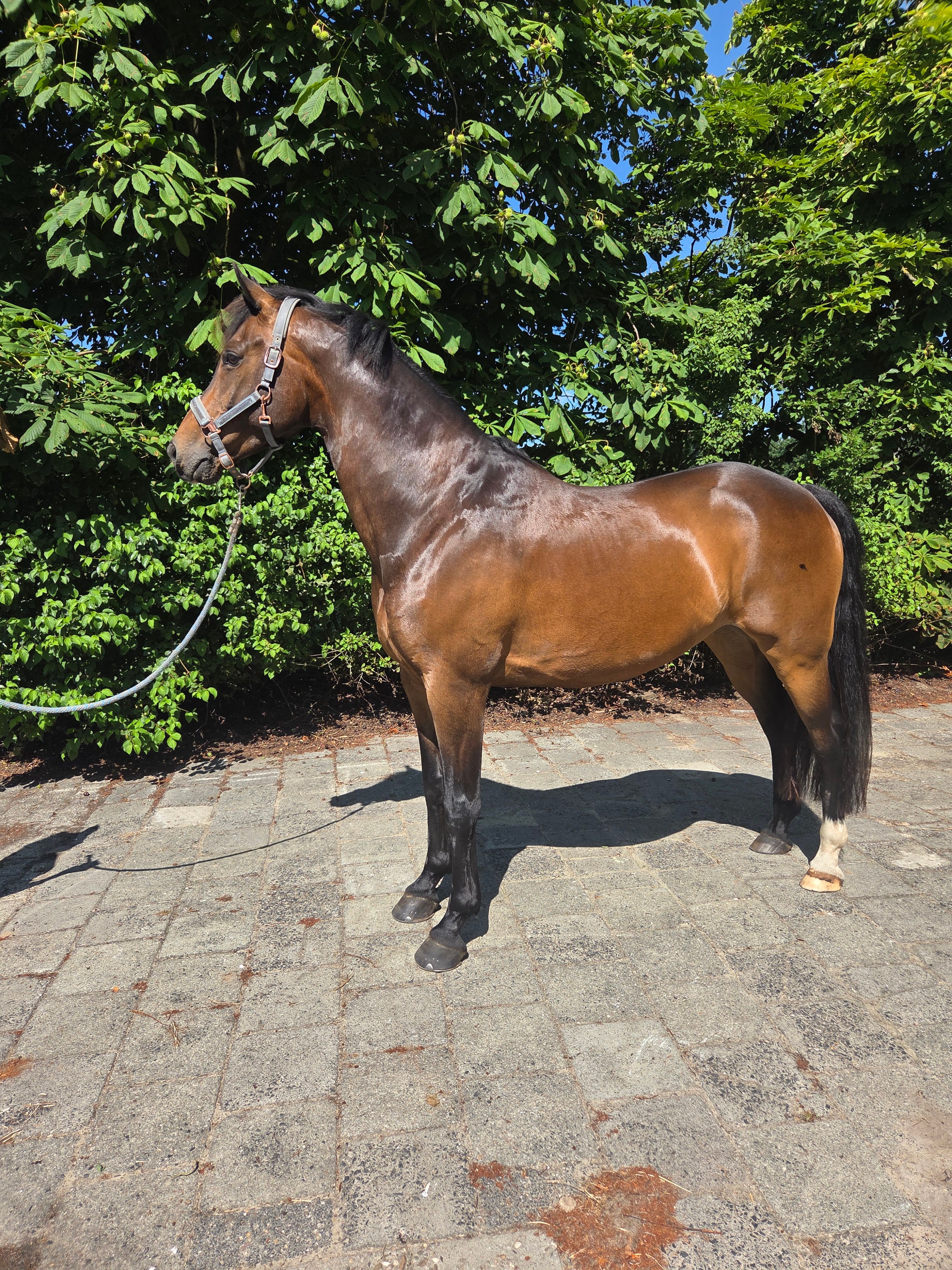 kwpn dressuurpaard ruin 11 years old donkerbruin for sale - Photo 3