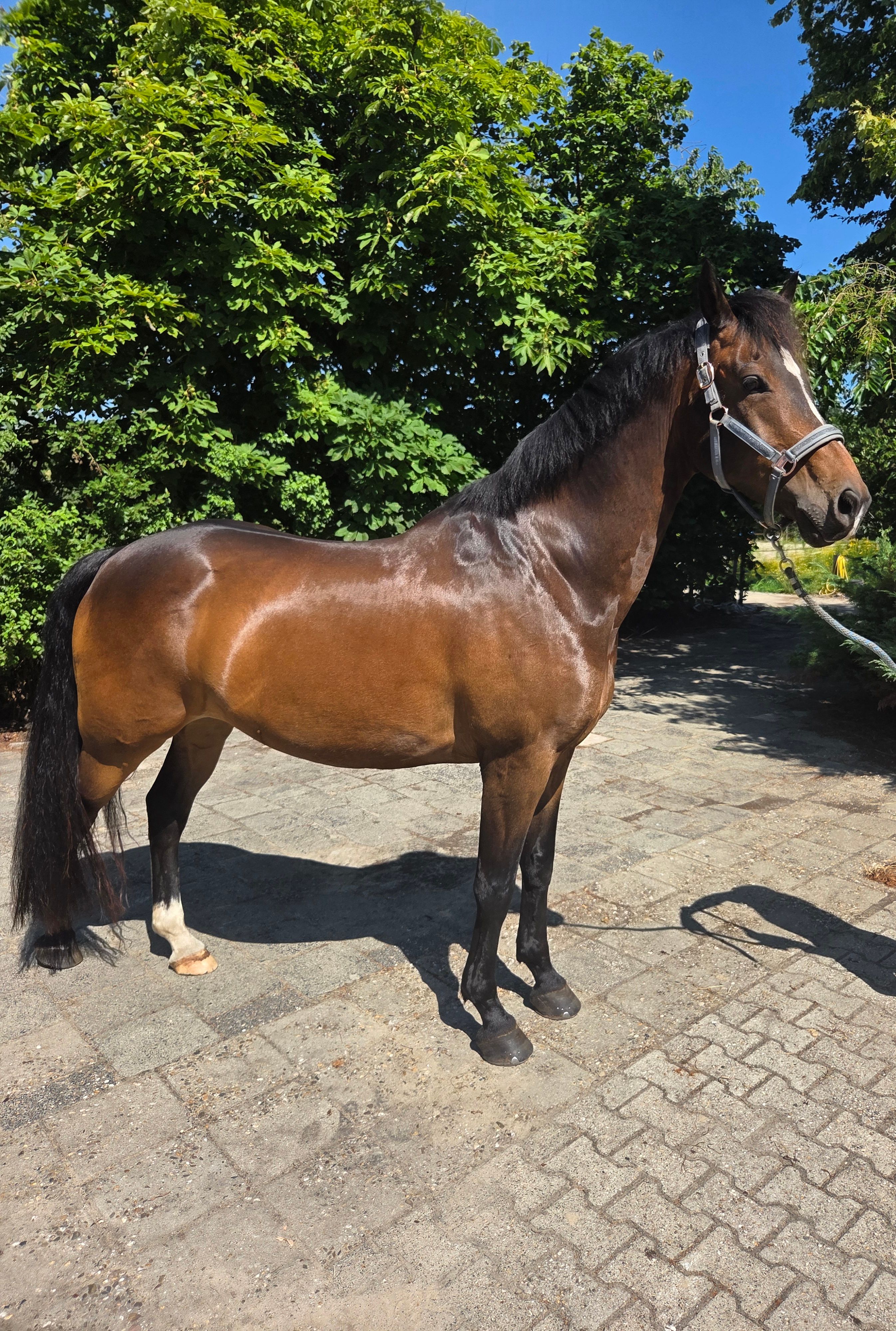 kwpn dressuurpaard ruin 11 years old donkerbruin for sale - Photo 2