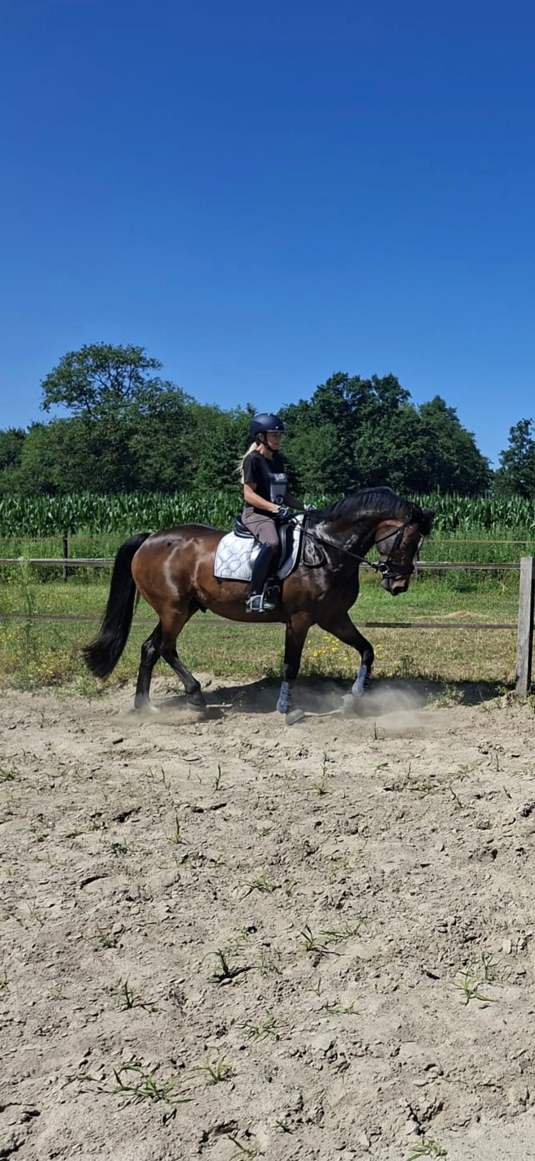 kwpn dressuurpaard ruin 11 years old donkerbruin for sale - Photo 5
