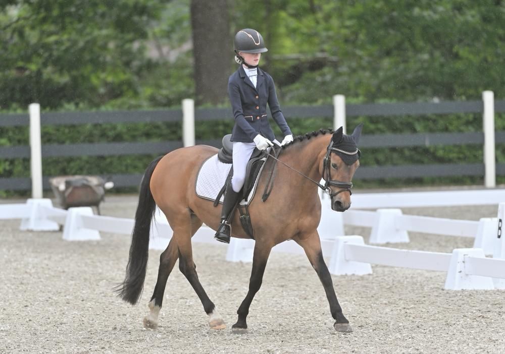 allround-pony merrie 22 years old bruin for sale - Photo 2