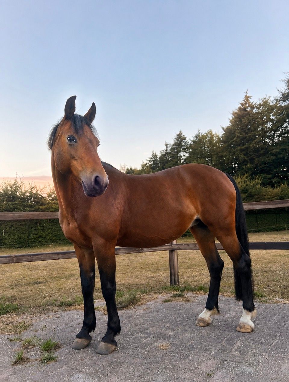 allround-pony merrie 22 years old bruin for sale - Photo 3