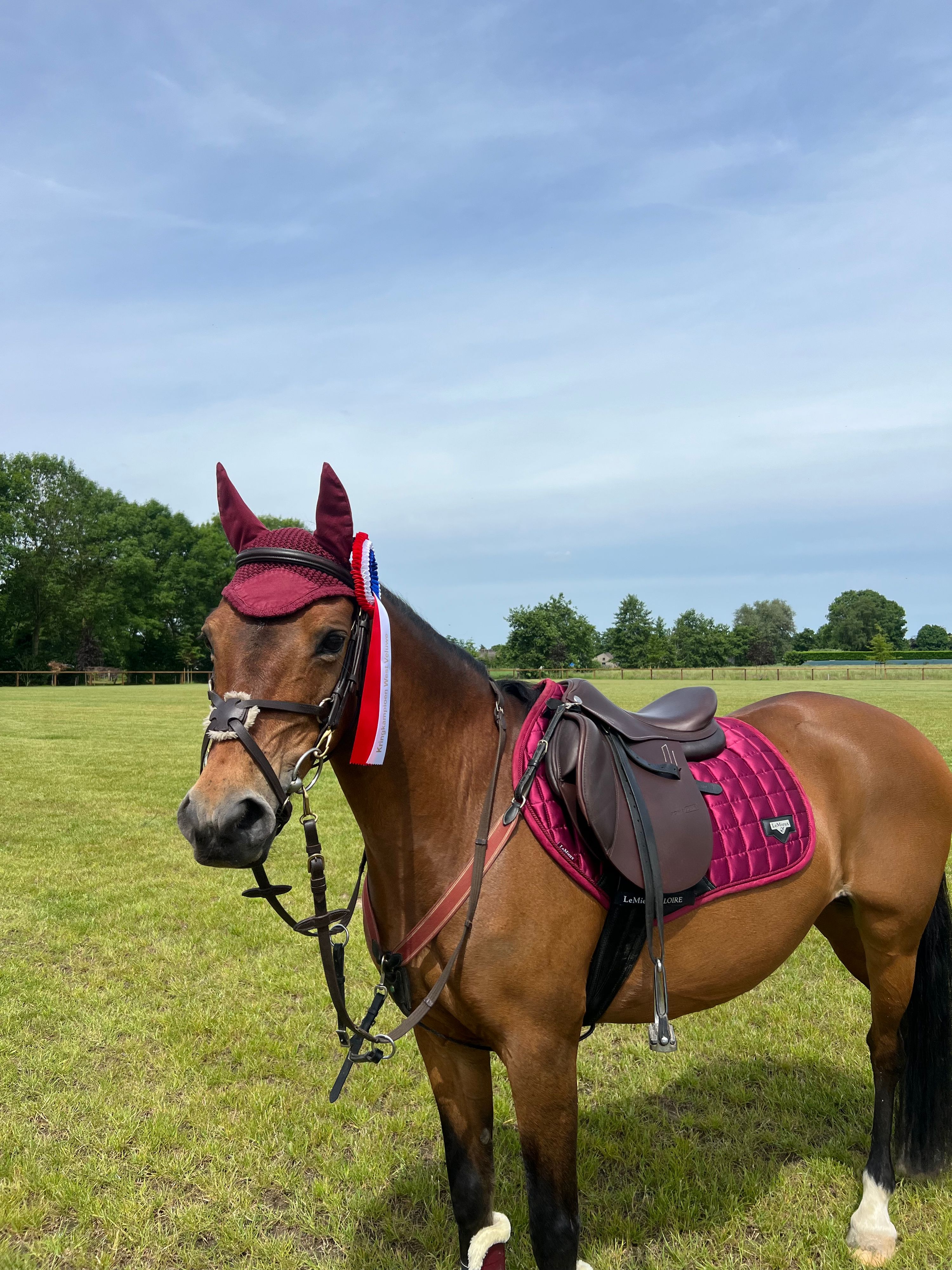 allround-pony merrie 22 years old bruin for sale - Photo 4