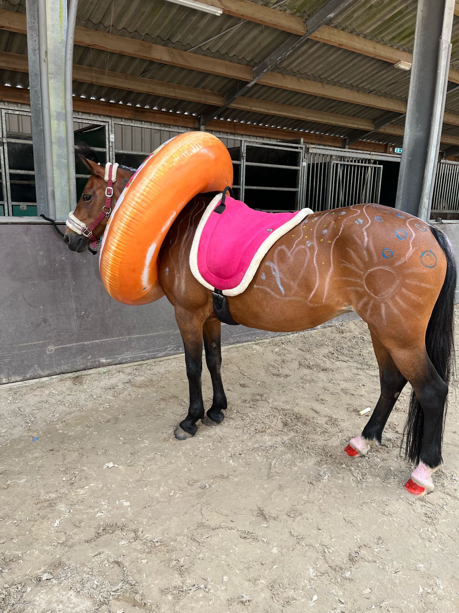 allround-pony merrie 22 years old bruin for sale - Photo 5