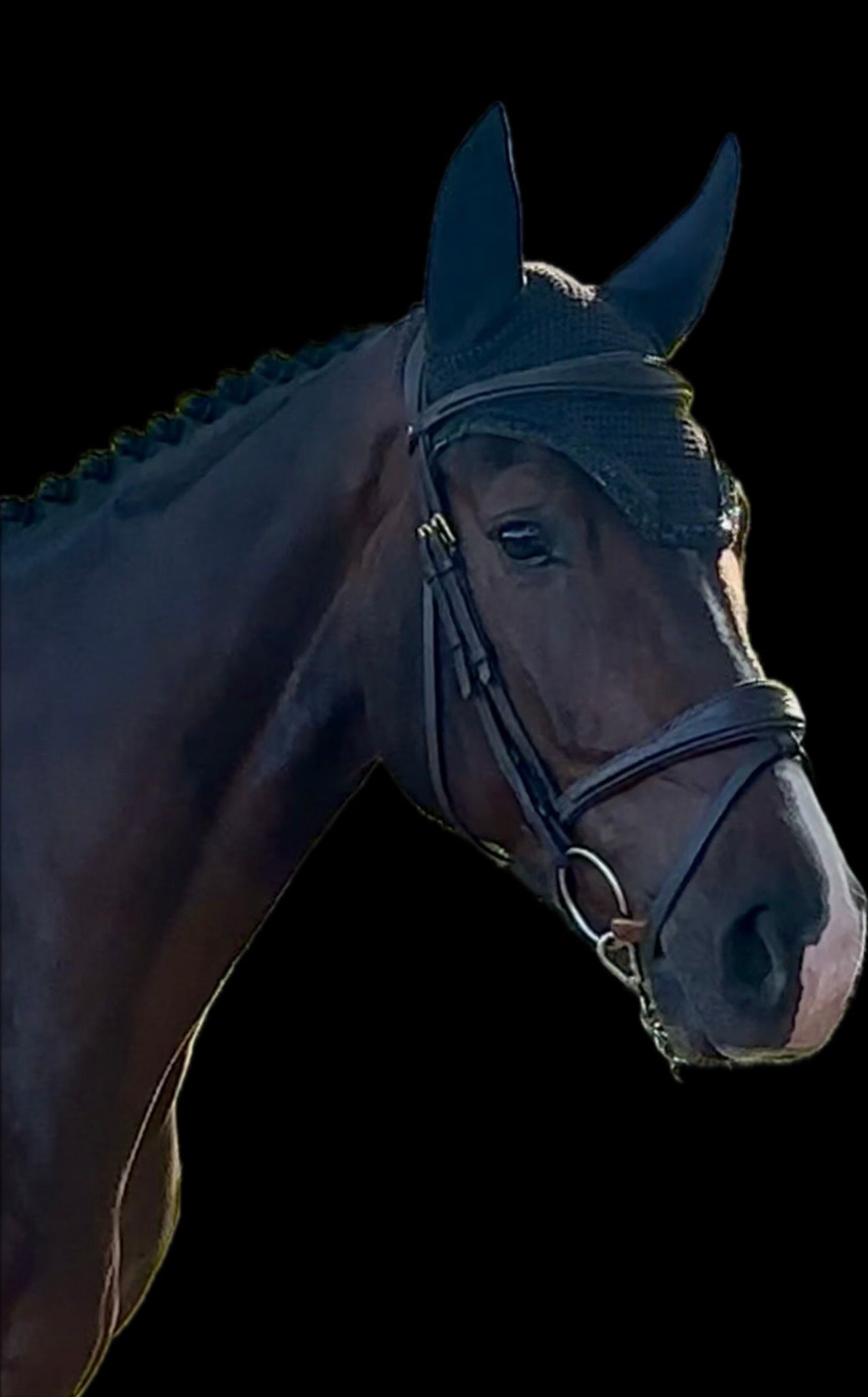 🦄Stunning looking and talented 4yrs old gelding🦄