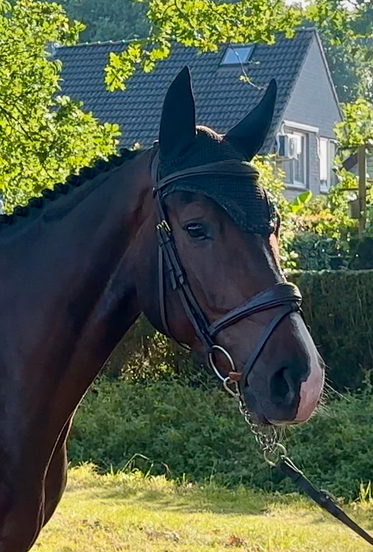 sbs springpaard ruin 4 years old donkerbruin for sale - Photo 4