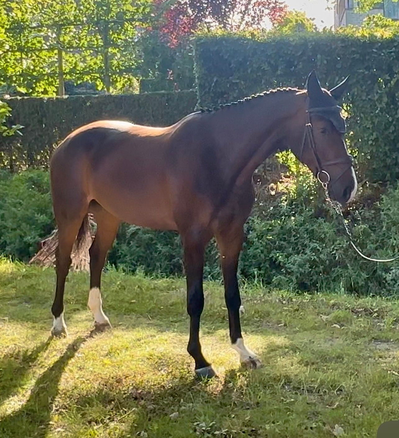 sbs springpaard ruin 4 years old donkerbruin for sale - Photo 3