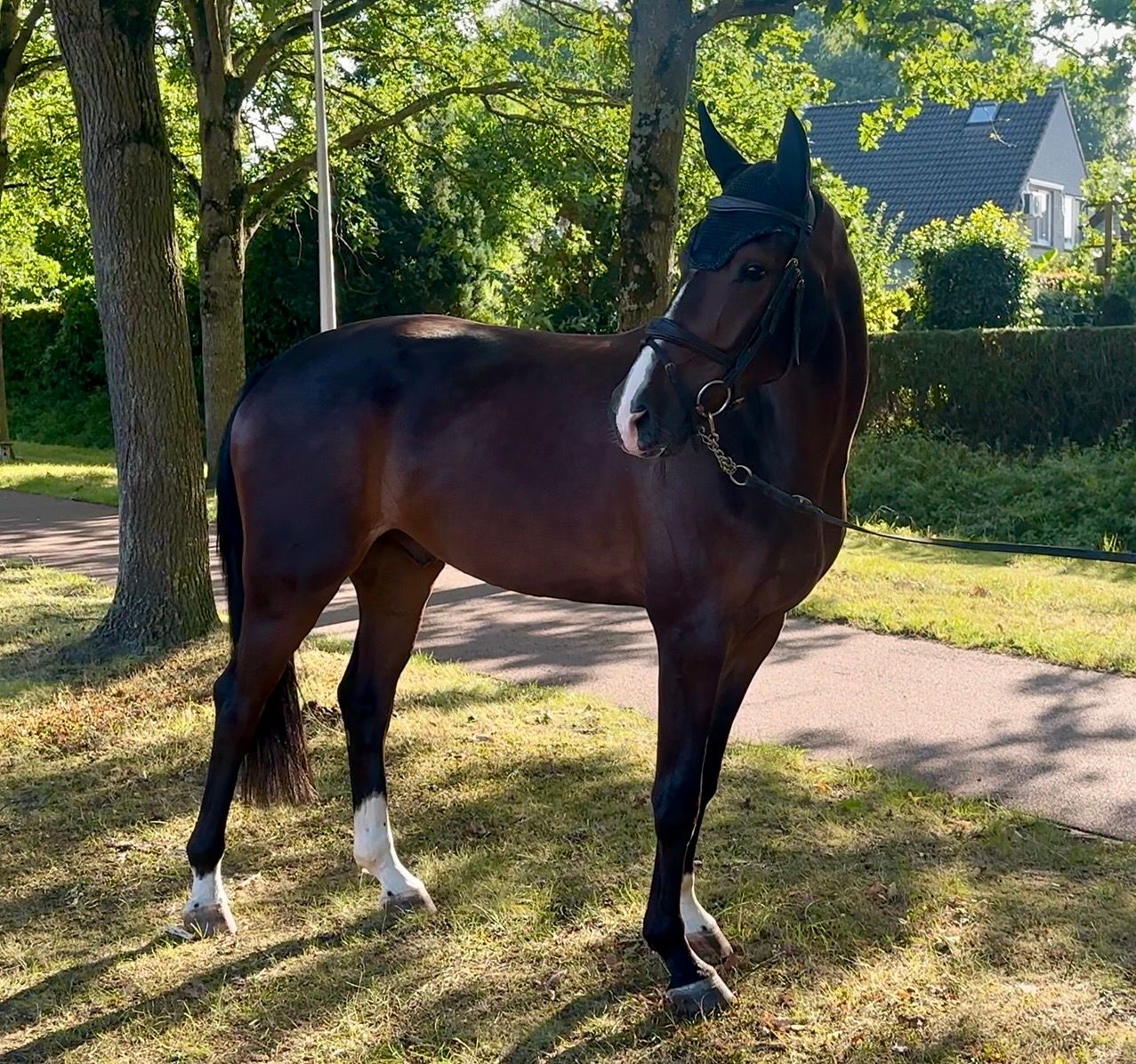 sbs springpaard ruin 4 years old donkerbruin for sale - Photo 2