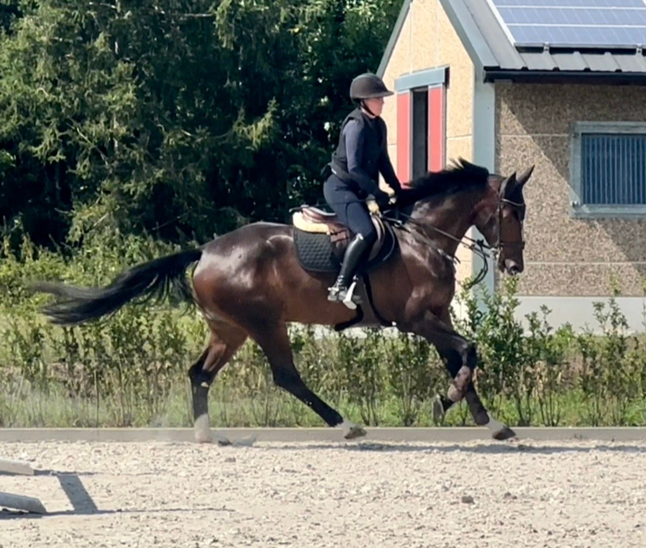 sbs springpaard ruin 4 years old donkerbruin for sale - Photo 5
