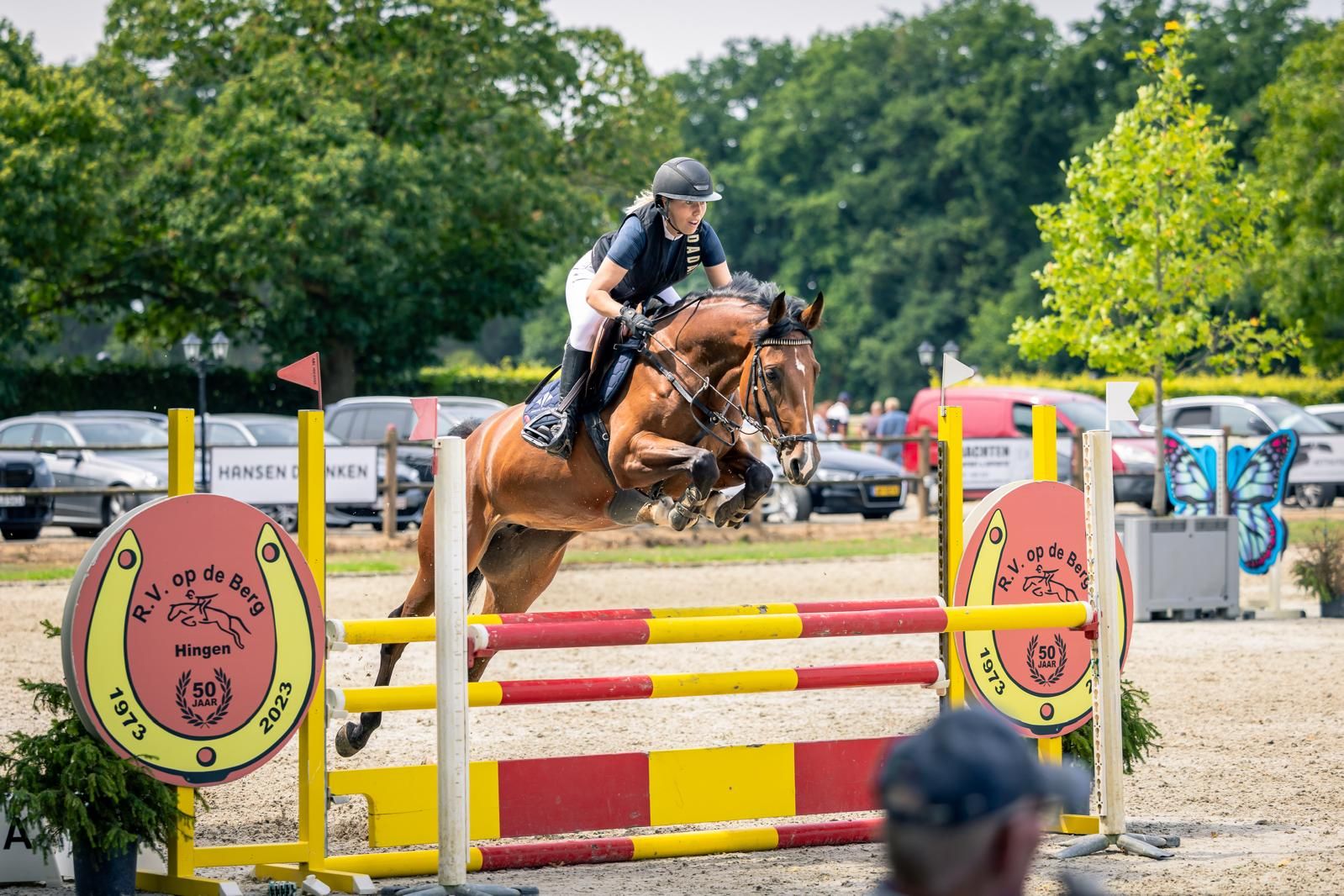 zangersheide springpaard merrie 5 years old bruin for sale - Photo 6