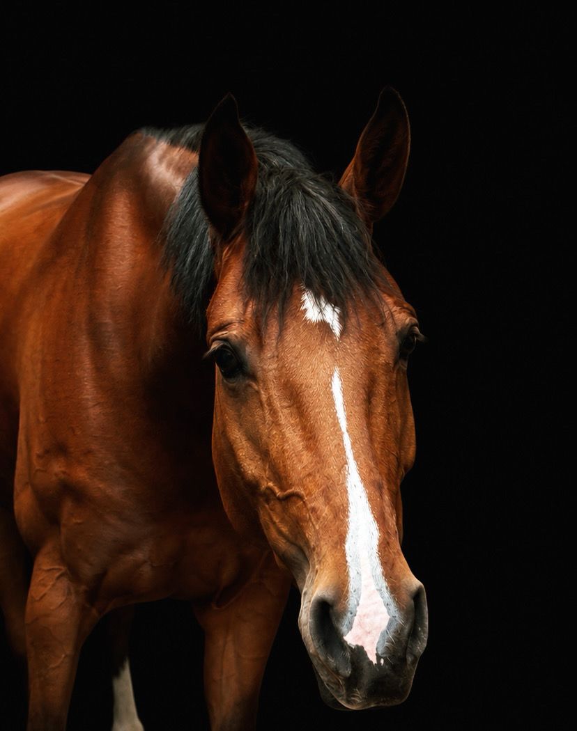 zangersheide springpaard merrie 5 years old bruin for sale - Photo 4