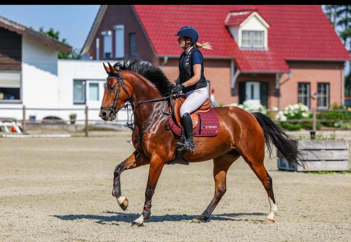 zangersheide springpaard merrie 5 years old bruin for sale - Photo 2