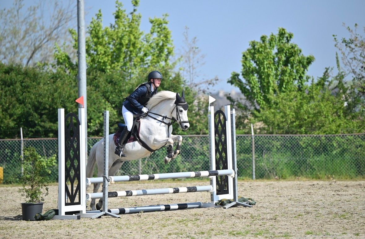 welsh allround-pony ruin 15 years old schimmel for sale - Photo 2
