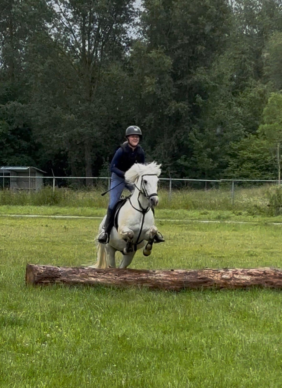 welsh allround-pony ruin 15 years old schimmel for sale - Photo 5
