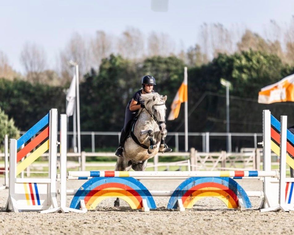 welsh allround-pony ruin 15 years old schimmel for sale - Photo 6