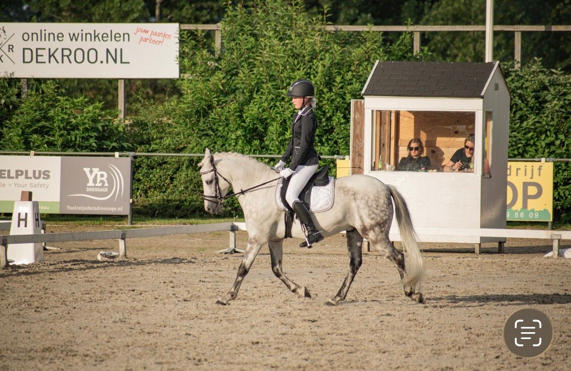welsh allround-pony ruin 15 years old schimmel for sale - Photo 4