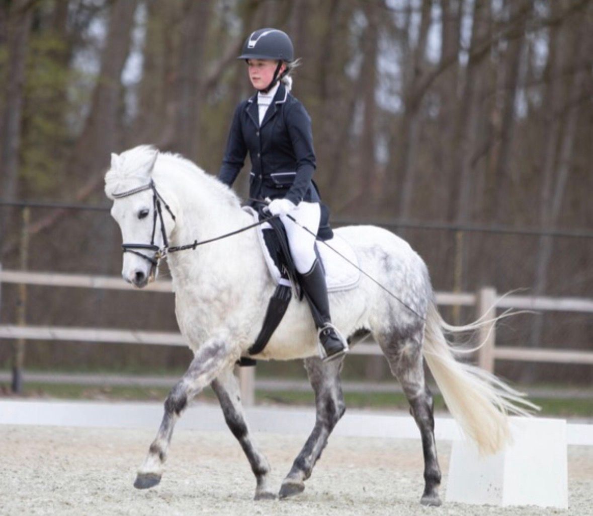 welsh allround-pony ruin 15 years old schimmel for sale - Photo 3