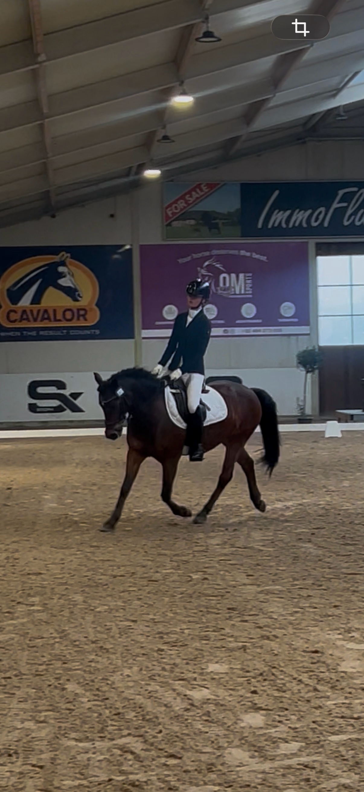 new-forest springpony ruin 17 years old bruin for sale - Photo 5