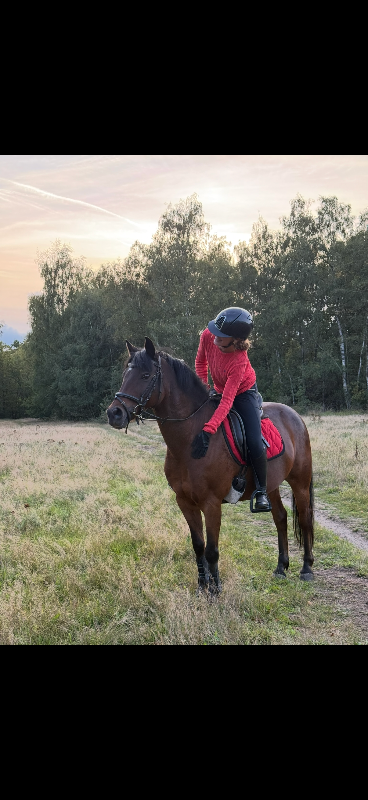 new-forest springpony ruin 17 years old bruin for sale - Photo 4