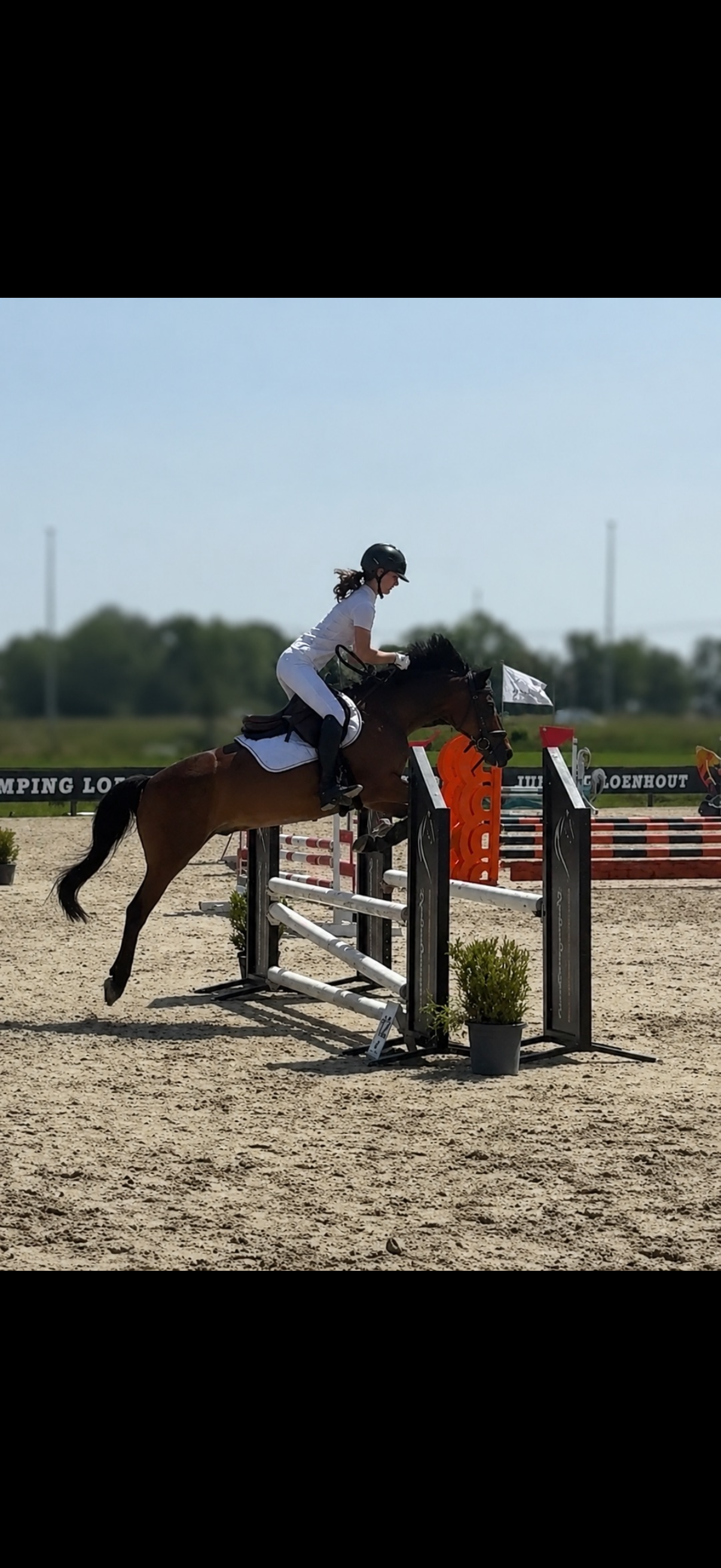 new-forest springpony ruin 17 years old bruin for sale - Photo 2