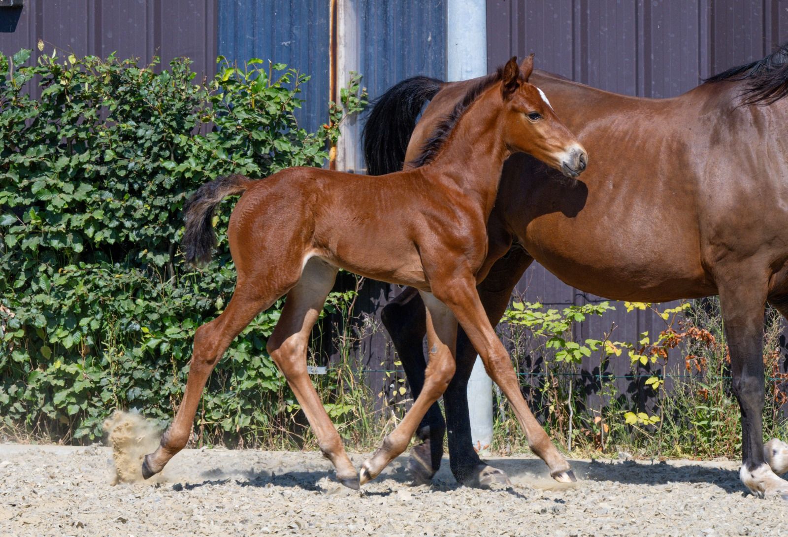Striking colt foal Omano BC x For Pleasure